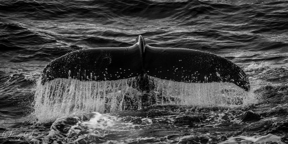 Penzy Dinsdale - Adventure-First Photographer, Expedition Medic & Antarctic Guide